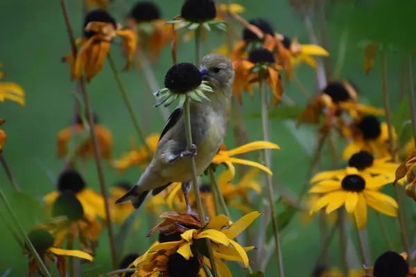 Ein Sperlingsvogel Auf Blütenknospe Vor Grünem Hintergrund — Stockfoto