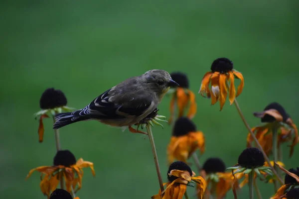 Pájaro Gorrión Sobre Capullo Flores Sobre Fondo Verde —  Fotos de Stock