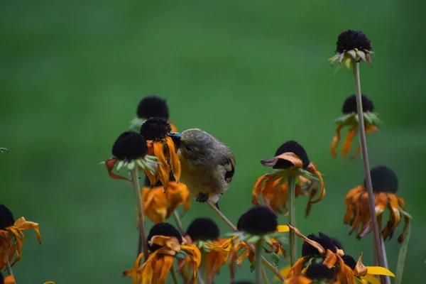 Sperlinge Auf Blumen Garten Flora Und Fauna — Stockfoto