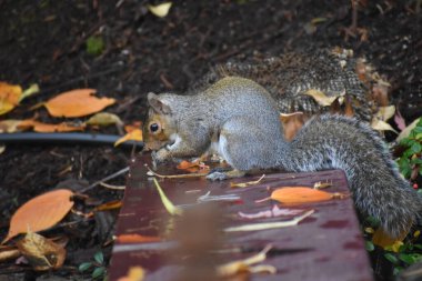 Ay çekirdeği yiyen küçük sincabın yakın görüntüsü