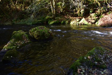Nehir sapı akan sonbahar ormanı 