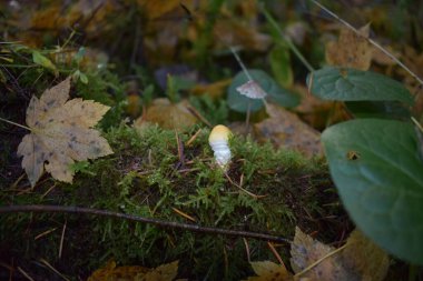 Sonbahar ormanında mantar yakın çekim