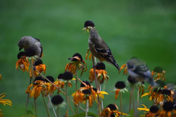 Sperlinge Auf Blumen Garten Flora Und Fauna — Stockfoto