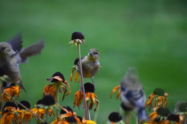 Sparvfåglar Blommor Trädgård Flora Och Fauna Koncept — Stockfoto
