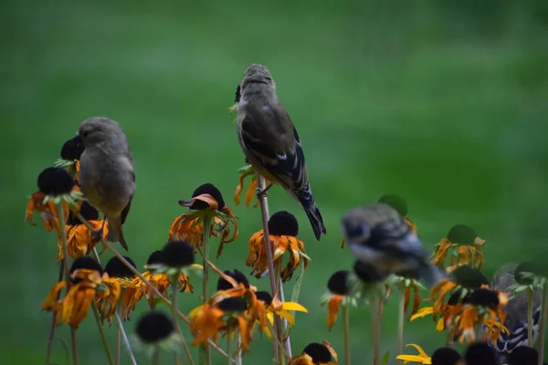 Sparvfåglar Blommor Trädgård Flora Och Fauna Koncept — Stockfoto