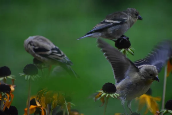 Pájaros Gorriones Sobre Flores Concepto Jardín Flora Fauna — Foto de Stock