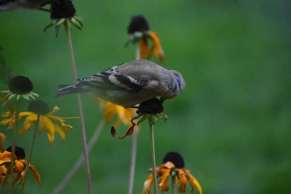 Pájaros Gorriones Sobre Flores Concepto Jardín Flora Fauna —  Fotos de Stock