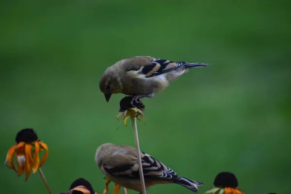 Pássaros Pardal Flores Jardim Flora Conceito Fauna — Fotografia de Stock