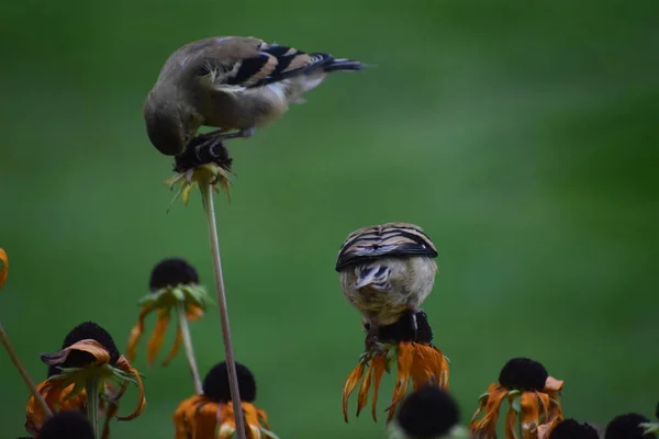 動物のコンセプトの花に鳥を投げる — ストック写真