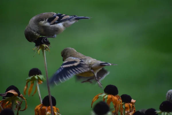 Πουλιά Σπουργίτι Λουλούδια Στον Κήπο Χλωρίδα Και Την Πανίδα Έννοια — Φωτογραφία Αρχείου