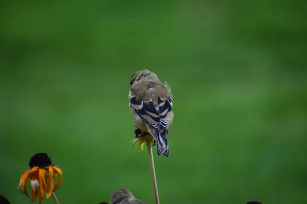 Ein Sperlingsvogel Auf Blütenknospe Vor Grünem Hintergrund — Stockfoto