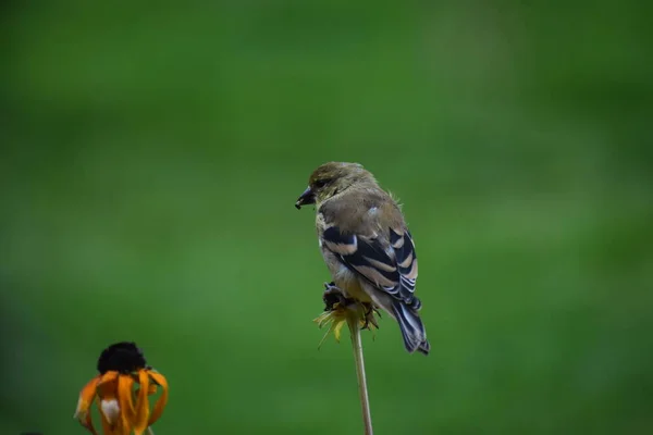 Ein Sperlingsvogel Auf Blütenknospe Vor Grünem Hintergrund — Stockfoto