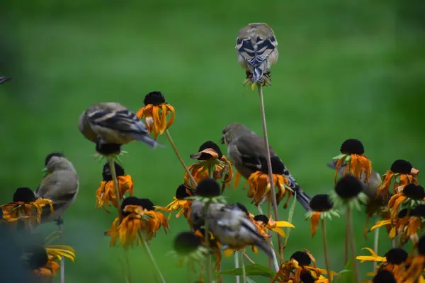 動物のコンセプトの花に鳥を投げる — ストック写真