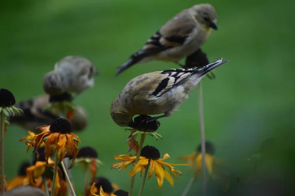 Oiseaux Moineaux Sur Les Fleurs Dans Jardin Concept Flore Faune — Photo