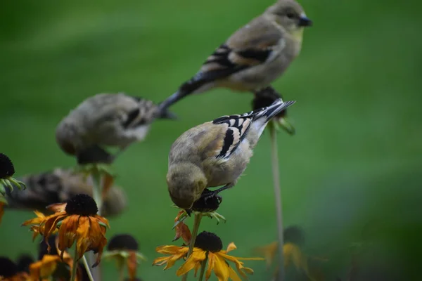 Sparvfåglar Blommor Trädgård Flora Och Fauna Koncept — Stockfoto