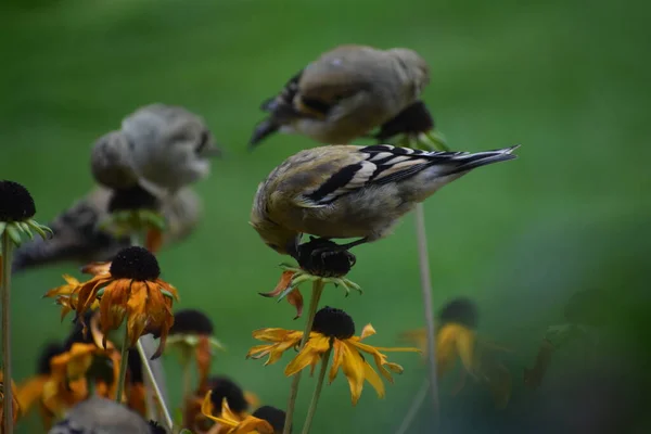 Oiseaux Moineaux Sur Les Fleurs Dans Jardin Concept Flore Faune — Photo