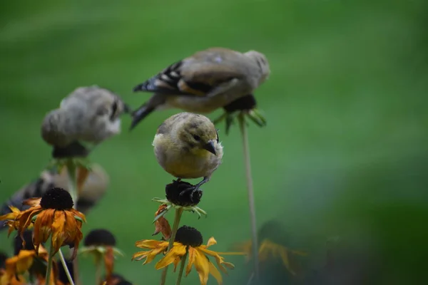 Ein Vogel Garten — Stockfoto