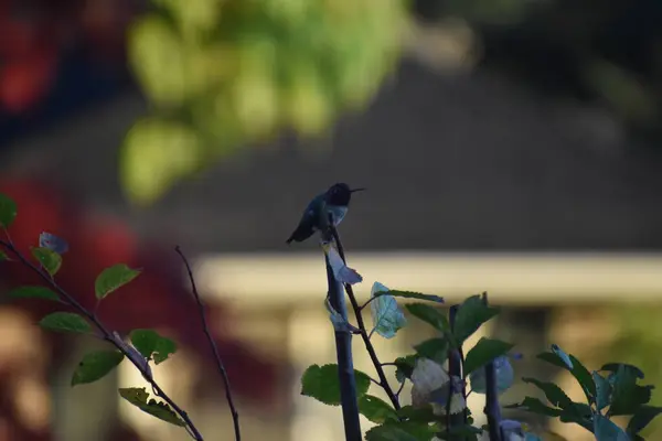 Pequena Ave Colibri Poleiro Ramo — Fotografia de Stock