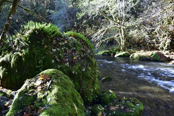 Bosque Otoño Con Tallo Río Que Fluye —  Fotos de Stock