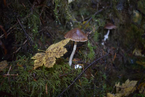 Close Van Champignons Het Herfstbos — Stockfoto