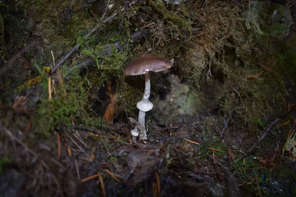 Close Van Champignons Het Herfstbos — Stockfoto