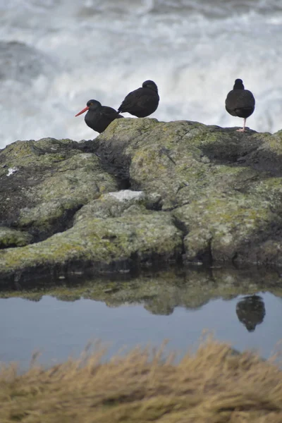 Falaises Pierre Avec Huîtriers Africains — Photo