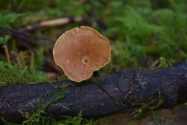 秋林中的蘑菇特写 — 图库照片