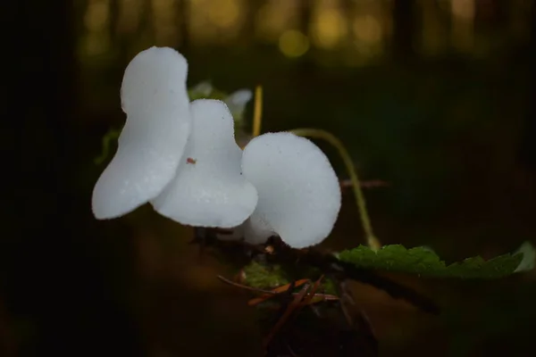 Nahaufnahme Von Pilzen Herbstwald — Stockfoto