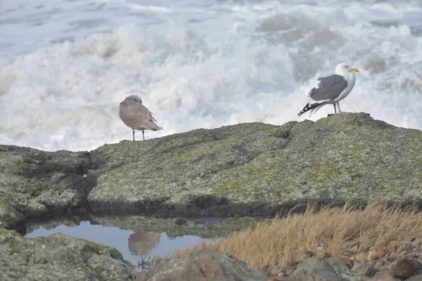 Oiseaux Mouette Sur Plage Aux Vagues Mer — Photo