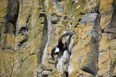 Uçurumlarda yuvalanan siyah kuş mavi gökyüzüne karşı 