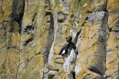 Uçurumlarda yuvalanan siyah kuş mavi gökyüzüne karşı 