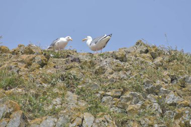 Mavi gökyüzüne karşı kayalık kayalıklarda martılar 