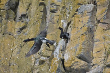 Kuşlu dağ uçurumları 