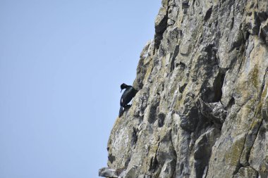 Uçurumlarda yuvalanan siyah kuş mavi gökyüzüne karşı 