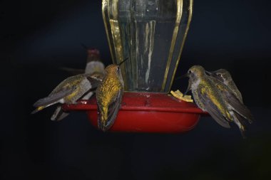 Açık havada kuşları izlemek, küçük kuşların gece beslenerek beslenmesi. 