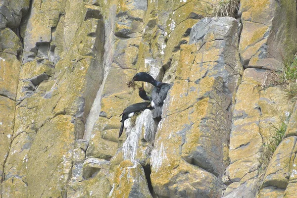 Svart Fågel Häckande Klippor Mot Blå Himmel — Stockfoto