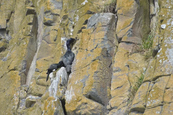 Black Bird Nesting Cliffs Blue Sky — Stock Photo, Image