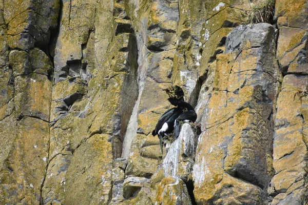 Black Bird Nesting Cliffs Blue Sky — Stock Photo, Image