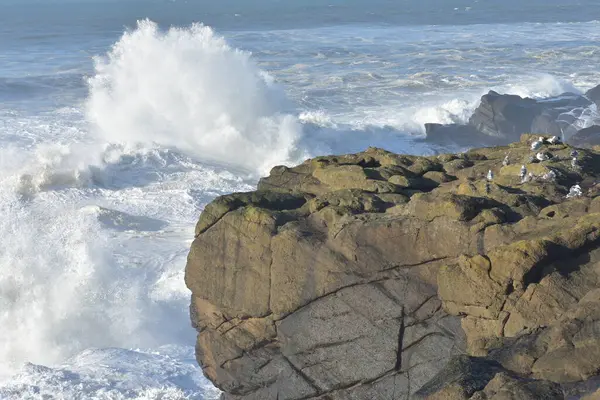 Aves Marinhas Penhascos Rochosos Oceano Com Ondas Grandes — Fotografia de Stock