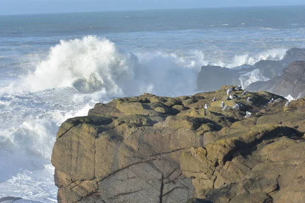 Okyanustaki Kayalık Kayalıklarda Büyük Dalgalarla Deniz Kuşları — Stok fotoğraf