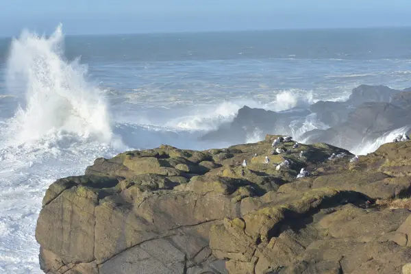 Okyanustaki Kayalık Kayalıklarda Büyük Dalgalarla Deniz Kuşları — Stok fotoğraf