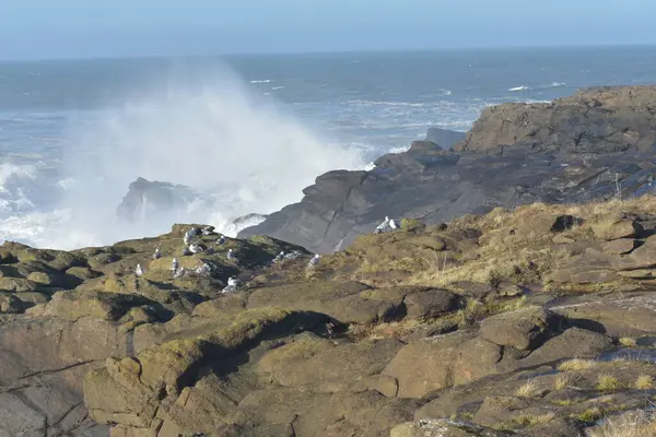 Seabirds Rocky Cliffs Ocean Big Waves — Stock Photo, Image