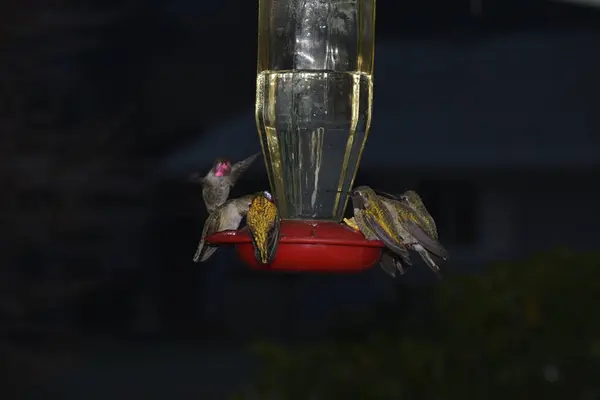 Dunkle Nacht Kleine Vögel Fressen Futterhäuschen — Stockfoto