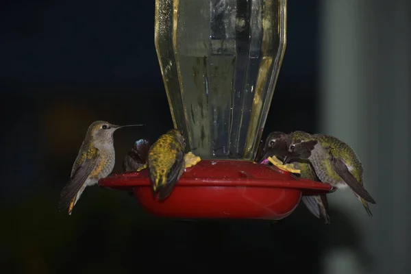 Vogelbeobachtung Freien Kleine Vögel Fressen Nachts Futterhäuschen — Stockfoto