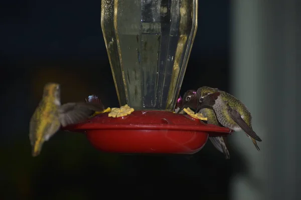 Vogelbeobachtung Freien Kleine Vögel Fressen Nachts Futterhäuschen — Stockfoto