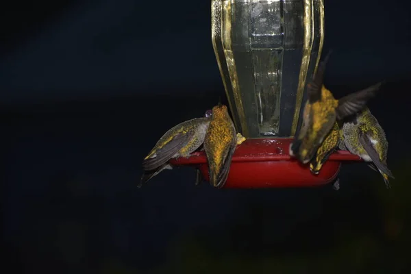 Dark Night Little Birds Eating Feeder — Stock Photo, Image