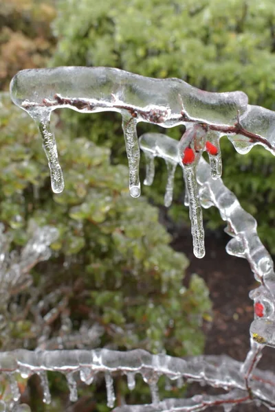 冬季冰冻的树 罗文树枝上被冰块覆盖着浆果 — 图库照片