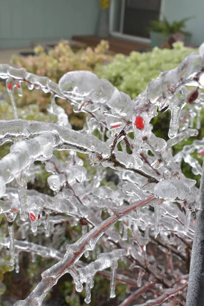 Gefrorener Baum Der Wintersaison Eisbedeckte Vogelbeerenzweige Mit Beeren — Stockfoto