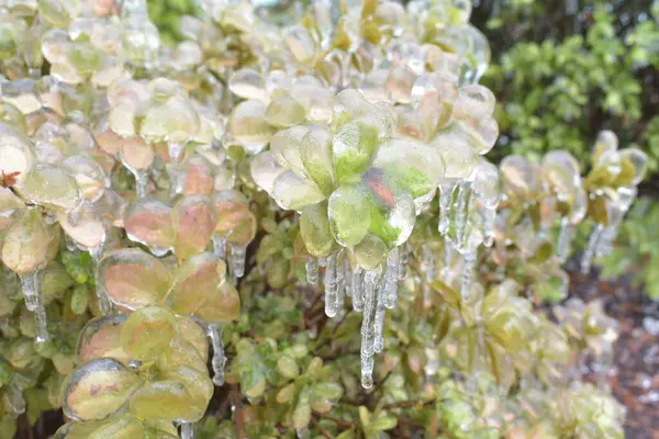 Met Ijs Bedekte Boomtakken Bevroren Boom Het Winterseizoen — Stockfoto