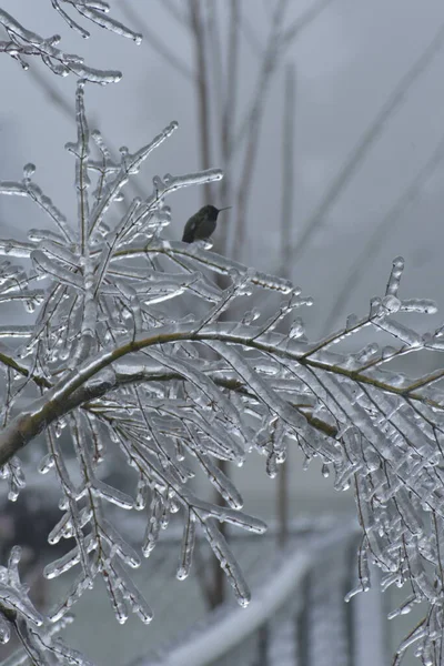 冰雪覆盖的树枝 冬季植物 — 图库照片